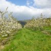 Rando des Badrais - St Didier Sous Riverie - 24 avril 2016